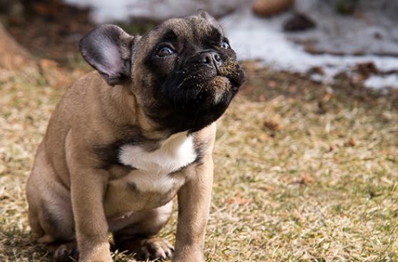 ¿Problemas digestivos con tu mascota?