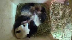 Bebes pandas superan los 15 días en cumpleaños de su hermano