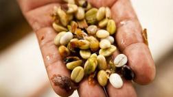 Déficit hídrico golpea el cultivo local de café, dice Senasa