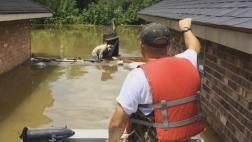 Crisis de espacio en Luisiana para animales