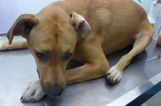 Taxista roba perrita rescatada y recién operada