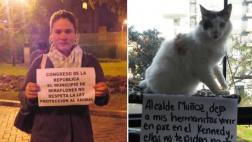 Activistas advierten que los gatos de Miraflores corren peligro