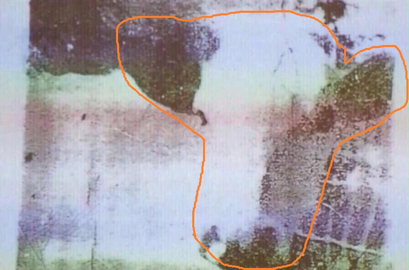 [Foto] Nuevo reto viral: ¿qué ves en esta imagen?