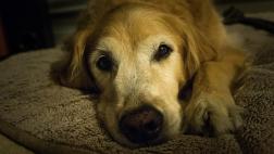 Eutanasia: hasta dónde luchar por tu mascota
