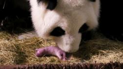 Atlanta: Nacen pandas mellizos por inseminación artificial