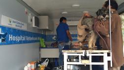 La Molina contra el abandono de mascotas