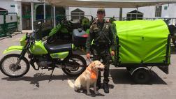 'Perro móvil’ policial causa sensación en Colombia