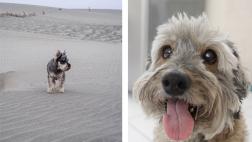 Dueños de perros atacados vuelcan a redes su indignación