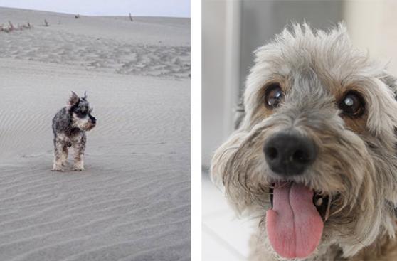Dueños de perros atacados vuelcan a redes su indignación