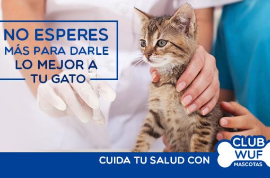 Asistencia veterinaria ahora también para gatos