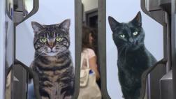Londres: La estación de metro invadida por centenares de gatos