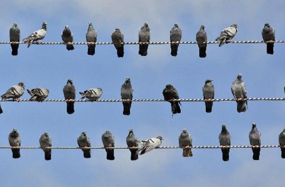 Las palomas pueden reconocer palabras