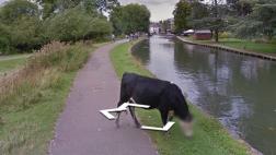 Google Maps difuminó a una vaca para 'ocultar su identidad'