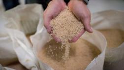 Perú destaca como uno de los principales importadores de arroz