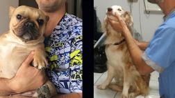 Con amor e ingenio estas perritas lograron caminar