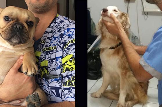 Con amor e ingenio estas perritas lograron caminar