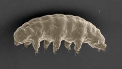 Estudian el ADN del animal más resistente del mundo