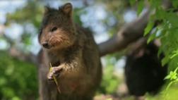 El marsupial de los selfies virales podría extinguirse