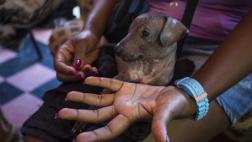 El increíble negocio de los perros de lujo en Cuba