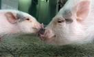 Estos ‘pigs’ no son tan mini como se cree