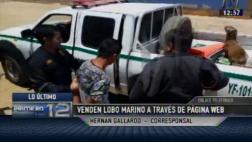 Chiclayo: joven vendía por internet un lobo marino a 250 soles