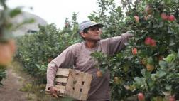 Tottus implementa programa de compra directa a agricultores