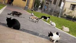 ¿Desde cuándo se podrá adoptar gatos del parque Kennedy?
