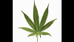 Marihuana, PPK y el fin del mundo
