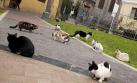 Miraflores: Trasladan a gatos del parque Kennedy a un albergue