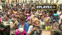 Mascotas fueron bendecidas en la iglesia de San Francisco
