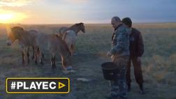 Vladimir Putin, el presidente que libera caballos salvajes