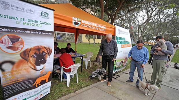 Uso de microchip en canes será obligatorio en Surco