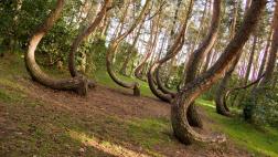 El enigmático bosque de los árboles curvos en Polonia