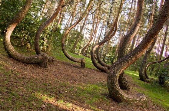 El enigmático bosque de los árboles curvos en Polonia