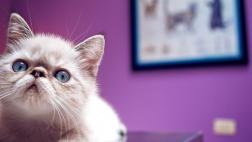Conoce a la gran enemiga de los gatos
