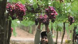 Peruana Ecosac aumentará destinos y evalúa ampliar portafolio
