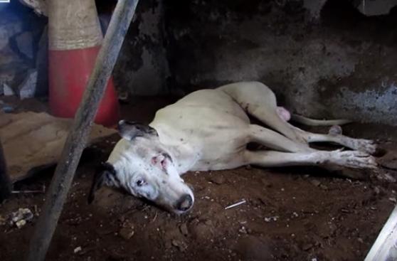 Hermosa recuperación de perro abandonado e inválido