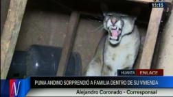 Salieron a comprar y cuando regresaron había un puma en la casa