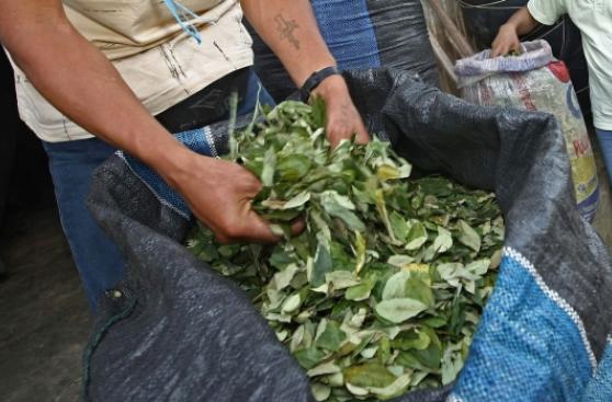 Extracto de coca puede reemplazar al azúcar en el chocolate
