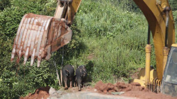 Así se realizó el sorprendente rescate de tres elefantes
