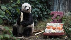 Muere a los 38 años el oso panda más longevo en cautiverio