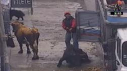 Ate: captan a sujetos maltratando toros y caballos en la calle
