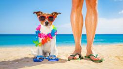 Disfruta de tus vacaciones en Hawái con un compañero perruno