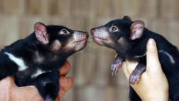 Leche del diablo, recurso contra resistentes "superbacterias"