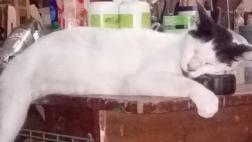 Callao: juez rechaza procesar a hombre que disparó y mató gato