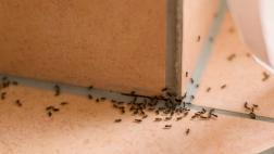 Dile adiós a los insectos en casa con estos trucos
