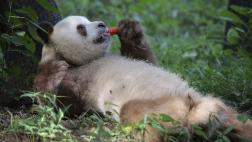 Un oso panda marrón, ¿víctima del acoso y la soledad?