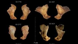 Hallan restos de los últimos leones de cavernas de Eurasia