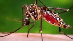 Qué es el mayaro, el virus que empieza a preocupar a expertos