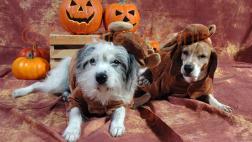 Halloween y mascotas: a prevenir antes que festejar